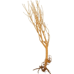 Slim Tree Medium 25-40cm - Assorteret pluk